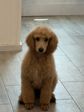 Standard Full Grooming - Medium