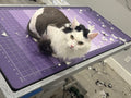 Cat Grooming-Lion Cut/Full Shave