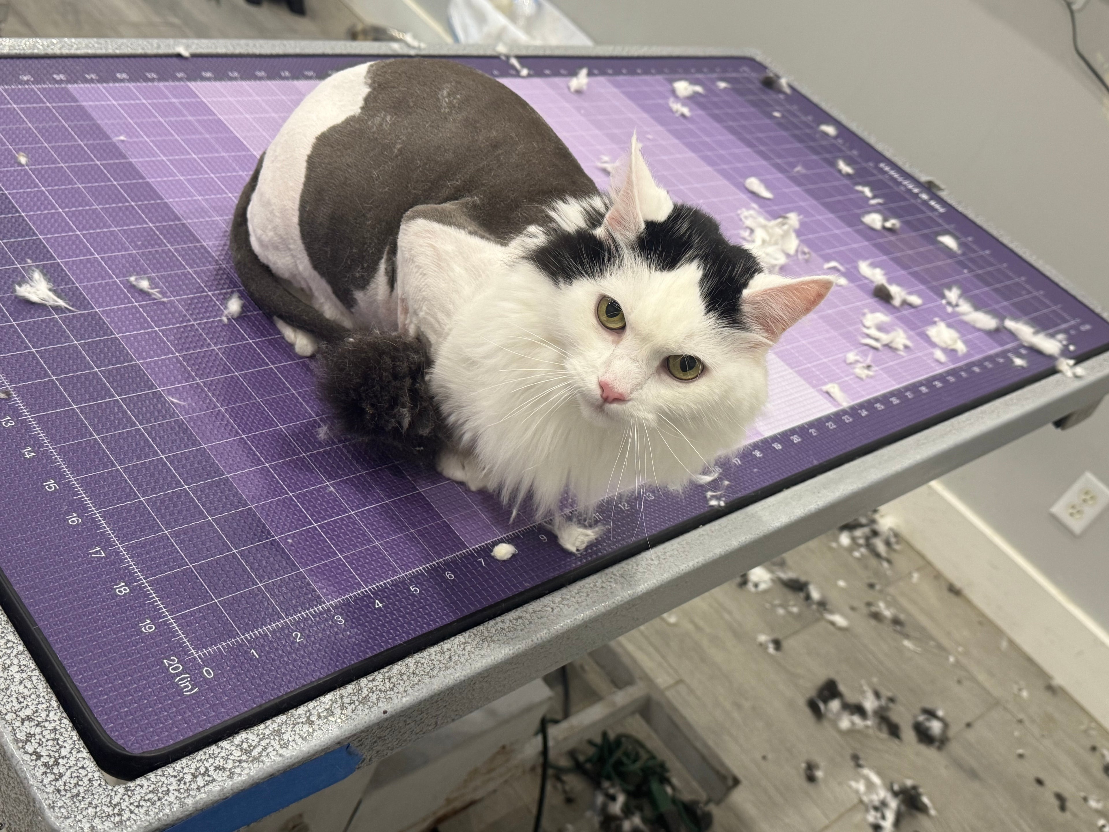 Cat Grooming-Lion Cut/Full Shave