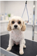 Standard Full Grooming-Small