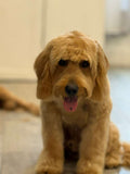 Mini Groom- Large